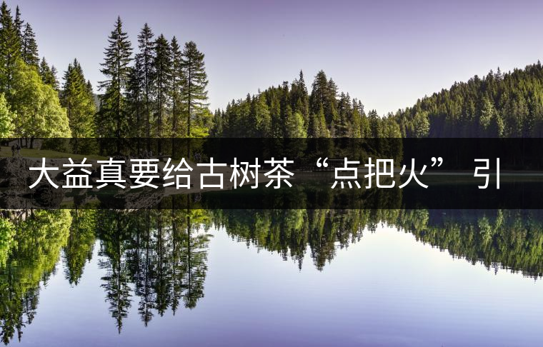 大益真要給古樹茶“點把火” 引火燒身？