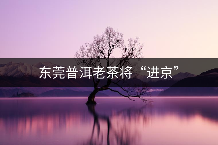 東莞普洱老茶將“進(jìn)京”