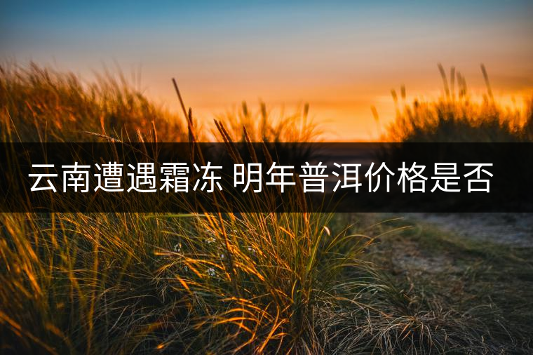 云南遭遇霜凍 明年普洱價格是否飆升？