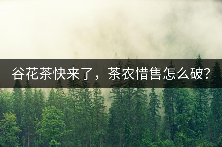 谷花茶快來了，茶農(nóng)惜售怎么破？