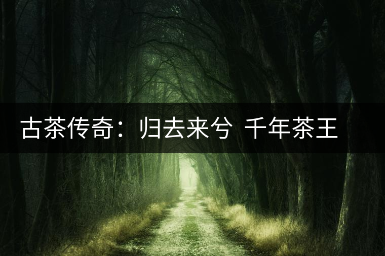 古茶傳奇：歸去來兮  千年茶王在云南