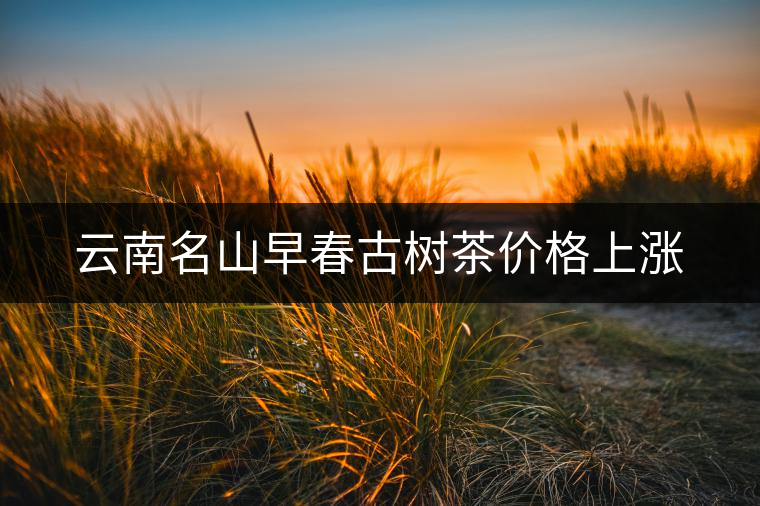 云南名山早春古樹(shù)茶價(jià)格上漲 云南名山早春古樹(shù)茶價(jià)格上漲