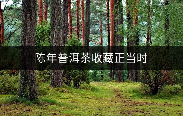 陳年普洱茶收藏正當(dāng)時
