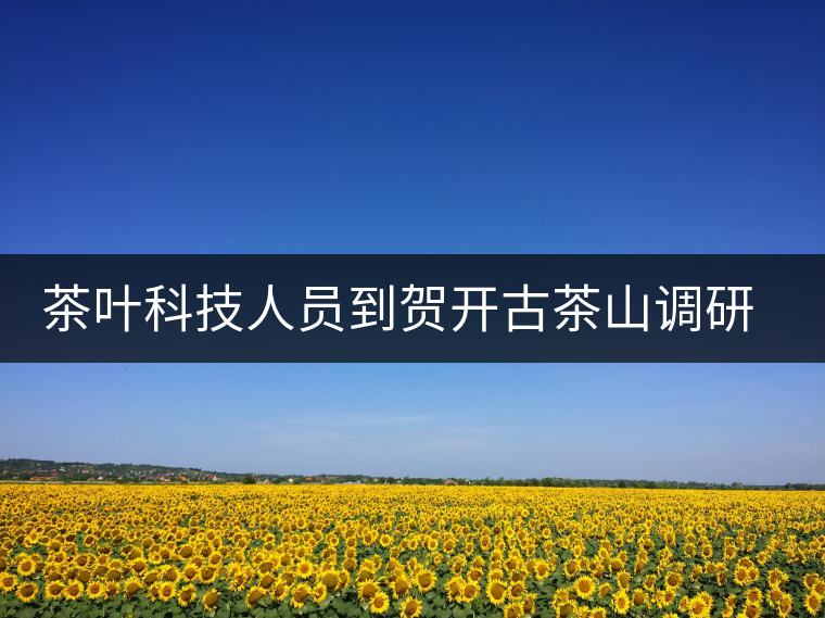 茶葉科技人員到賀開古茶山調(diào)研古茶樹資源