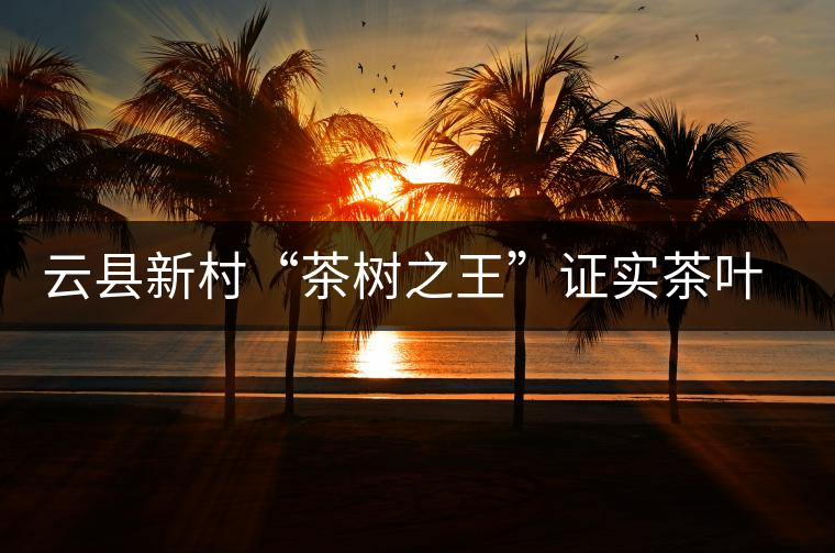 云縣新村“茶樹之王”證實(shí)茶葉原產(chǎn)地之說