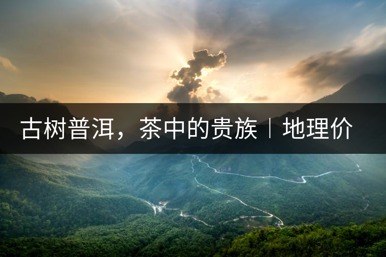 古樹普洱，茶中的貴族︱地理價值是普洱茶的最大資源優(yōu)勢