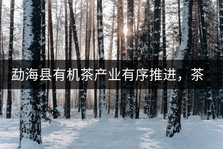 勐?？h有機(jī)茶產(chǎn)業(yè)有序推進(jìn)，茶產(chǎn)業(yè)已成為第一支柱產(chǎn)業(yè)