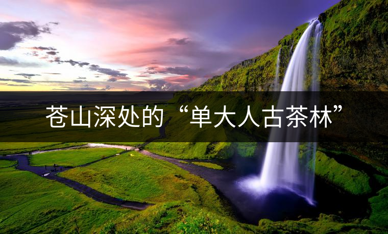 蒼山深處的“單大人古茶林” 蒼山深處的“單大人古茶林”