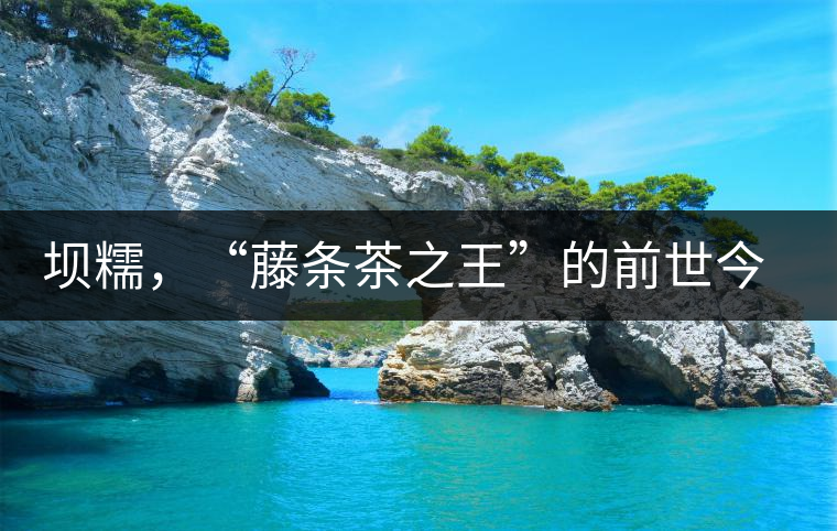 壩糯，“藤條茶之王”的前世今生