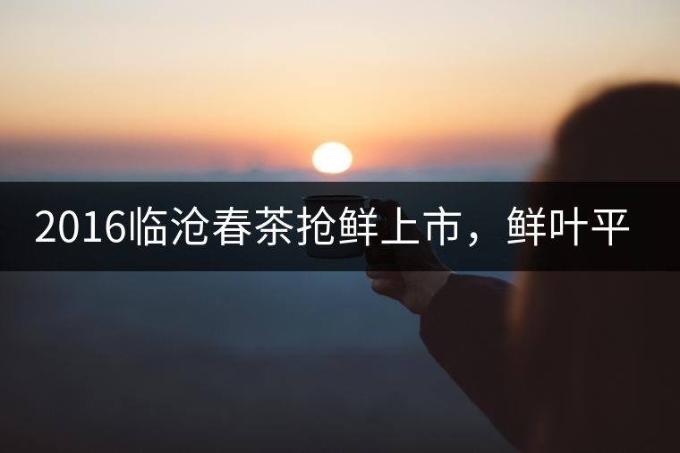 2016臨滄春茶搶鮮上市，鮮葉平均價(jià)同比去年減幅6.3%