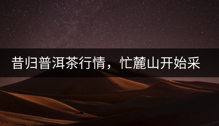 昔歸普洱茶行情，忙麓山開始采制春茶