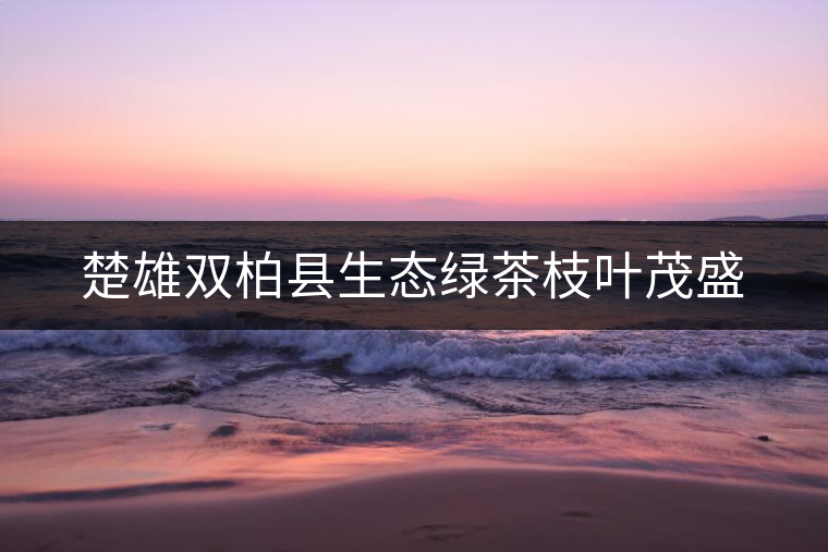 楚雄雙柏縣生態(tài)綠茶枝葉茂盛 楚雄雙柏縣生態(tài)綠茶枝葉茂盛