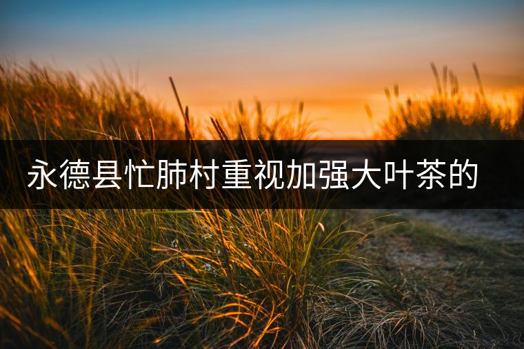 永德縣忙肺村重視加強大葉茶的采摘和無公害管理