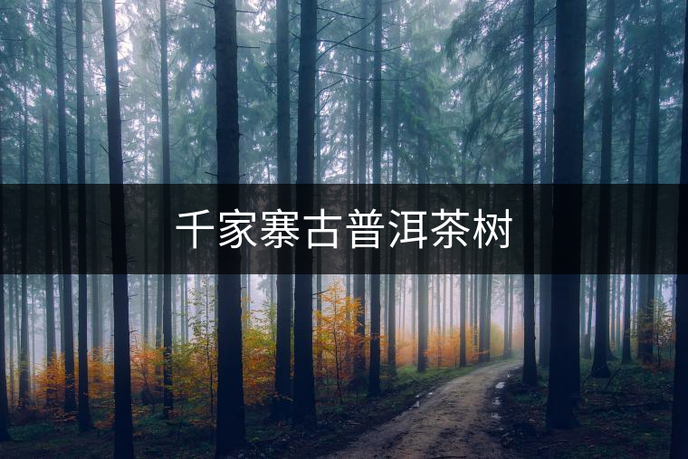 千家寨古普洱茶樹(shù)