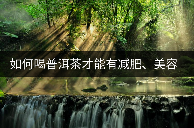 如何喝普洱茶才能有減肥、美容、抗癌之功效