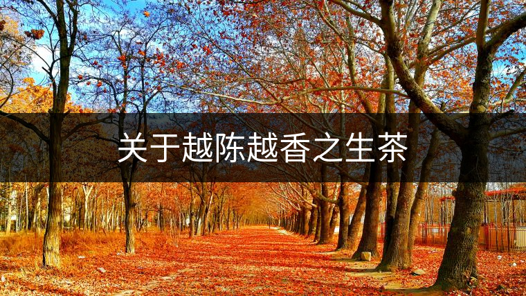 關于越陳越香之生茶 關于越陳越香之生茶