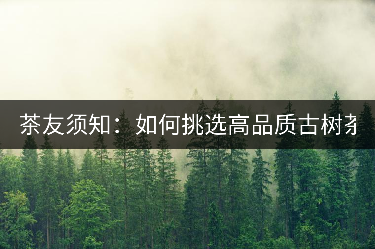 茶友須知：如何挑選高品質(zhì)古樹(shù)茶？