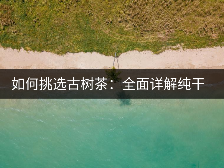 如何挑選古樹茶:全面詳解純干貨 如何挑選古樹茶:全面詳解純干貨