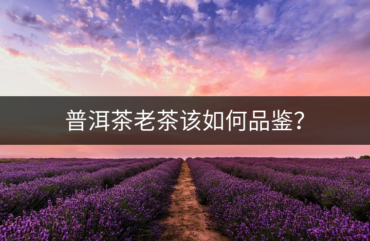 普洱茶老茶該如何品鑒？