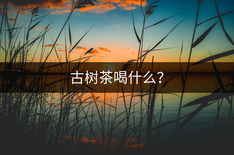 古樹茶喝什么？