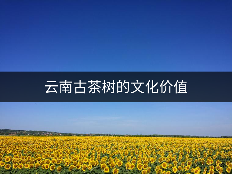 云南古茶樹(shù)的文化價(jià)值