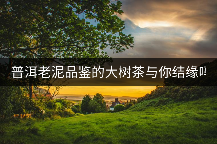 普洱老泥品鑒的大樹茶與你結(jié)緣嗎？