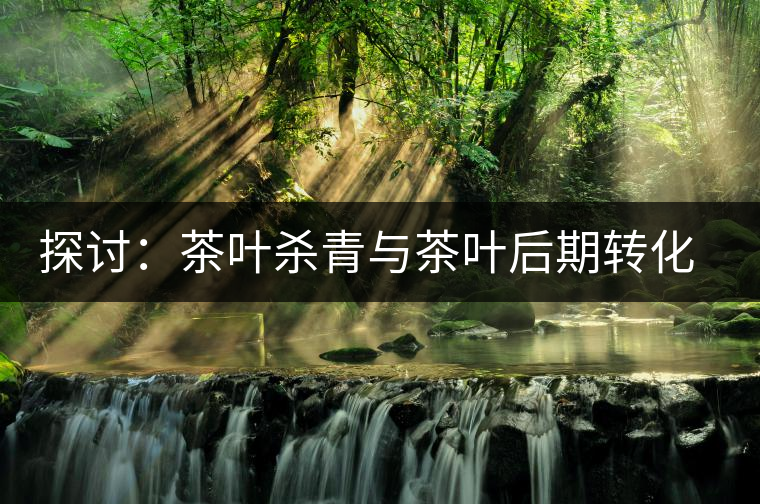 探討：茶葉殺青與茶葉后期轉(zhuǎn)化有什么關(guān)系？