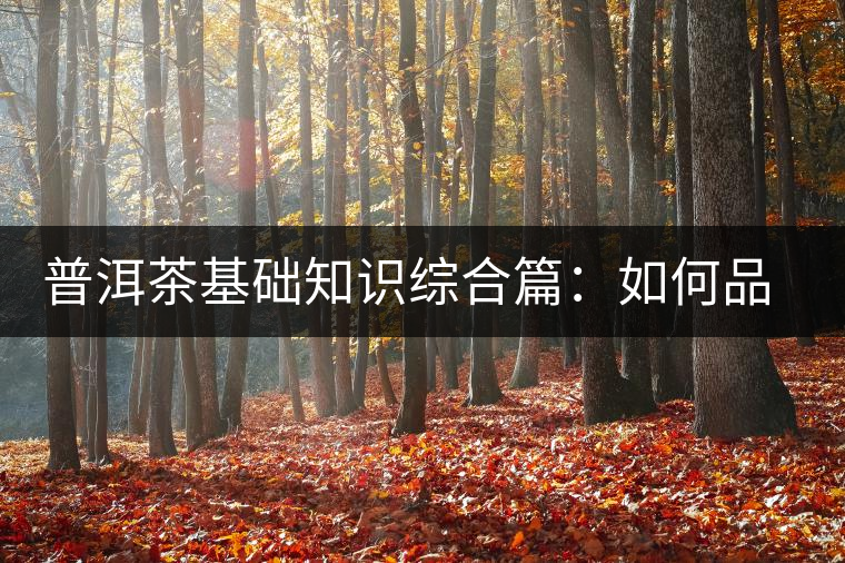 普洱茶基礎(chǔ)知識綜合篇：如何品鑒普洱茶？