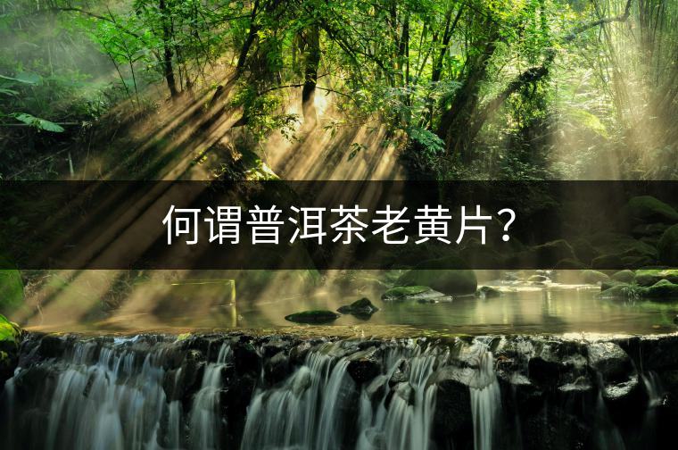 何謂普洱茶老黃片？