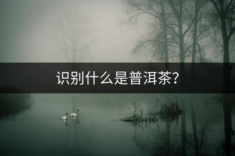 識(shí)別什么是普洱茶？