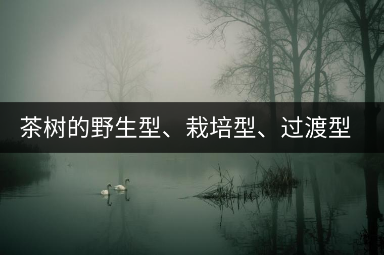 茶樹的野生型、栽培型、過渡型是怎么界定的？