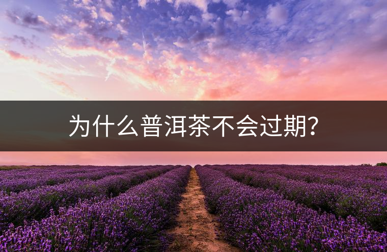 為什么普洱茶不會過期？