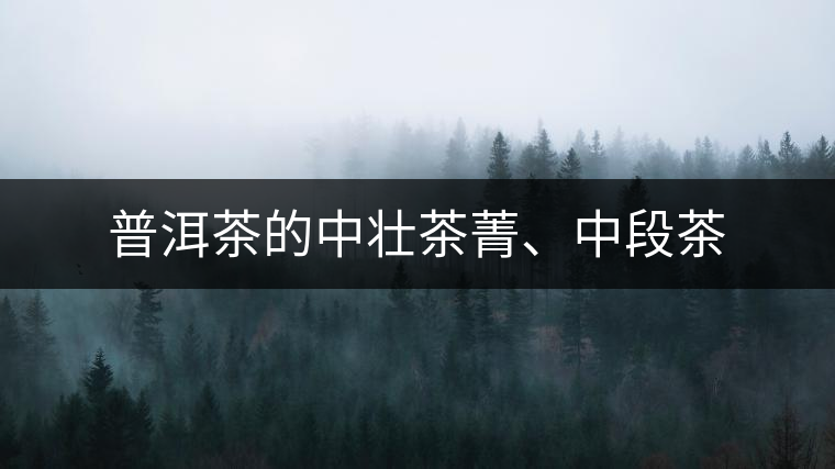 普洱茶的中壯茶菁、中段茶