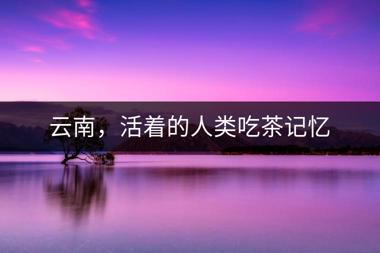 云南，活著的人類吃茶記憶