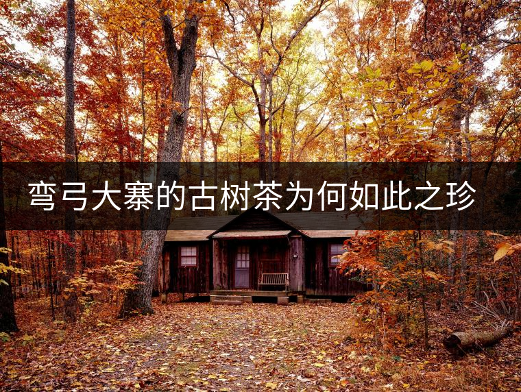 彎弓大寨的古樹茶為何如此之珍貴？