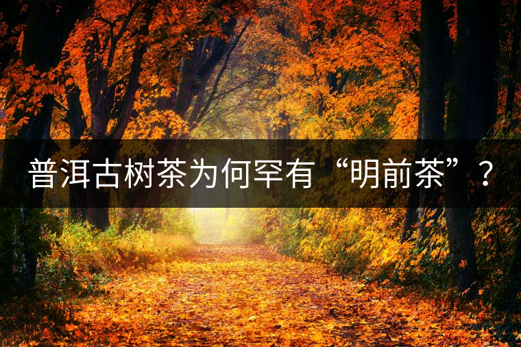 普洱古樹茶為何罕有“明前茶”？