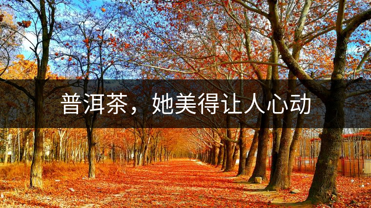 普洱茶，她美得讓人心動