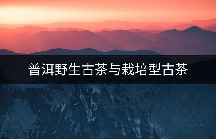 普洱野生古茶與栽培型古茶