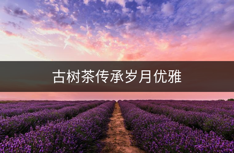 古樹茶傳承歲月優(yōu)雅