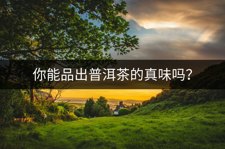 你能品出普洱茶的真味嗎？