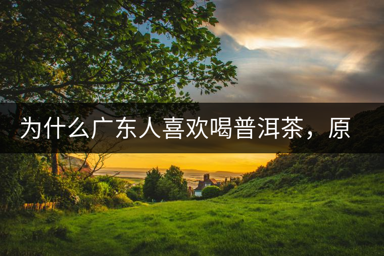 為什么廣東人喜歡喝普洱茶，原因你絕對想不到！