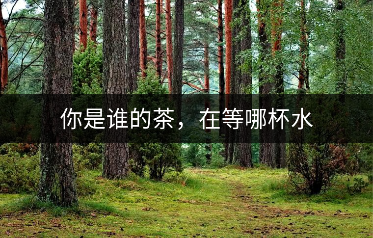 你是誰的茶，在等哪杯水