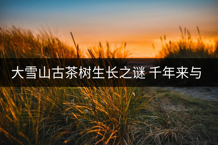大雪山古茶樹生長(zhǎng)之謎 千年來與世隔絕