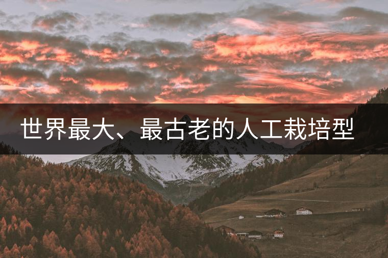 世界最大、最古老的人工栽培型的古茶樹——香竹箐茶祖