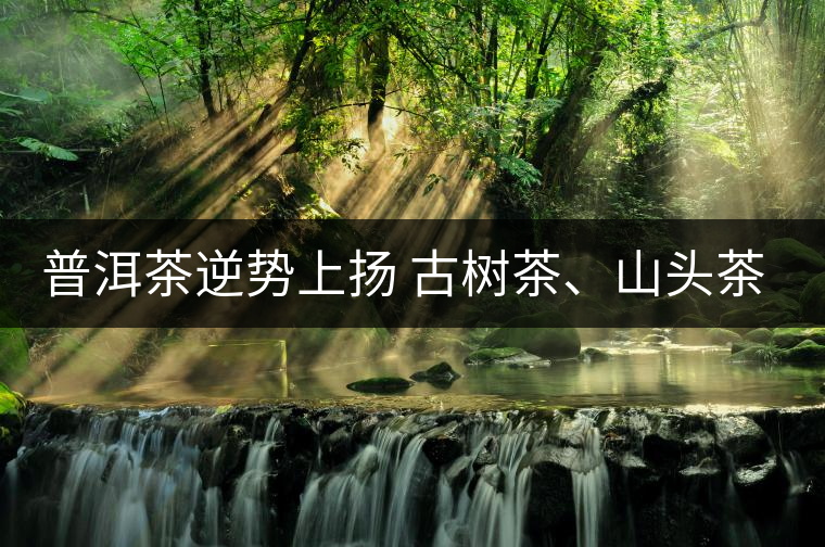 普洱茶逆勢(shì)上揚(yáng) 古樹茶、山頭茶遭“熱捧”