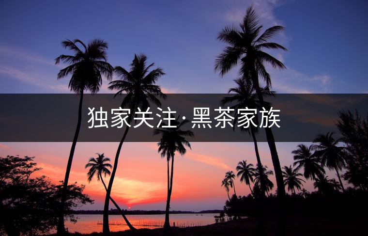 獨家關(guān)注·黑茶家族
