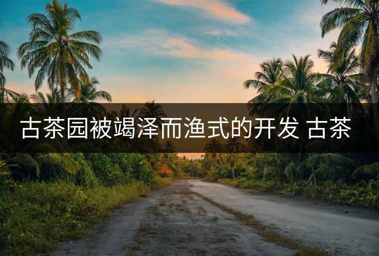 古茶園被竭澤而漁式的開發(fā) 古茶還能香多久？