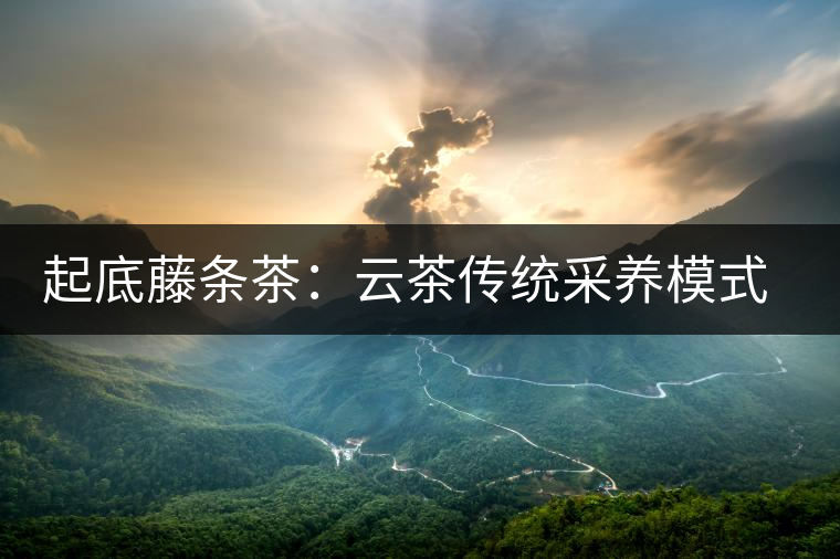 起底藤條茶：云茶傳統(tǒng)采養(yǎng)模式的復(fù)興