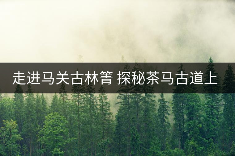走進馬關古林箐 探秘茶馬古道上的古茶林 走進馬關古林箐 探秘茶馬古道上的古茶林