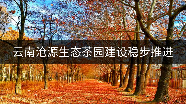 云南滄源生態(tài)茶園建設(shè)穩(wěn)步推進(jìn) 云南滄源生態(tài)茶園建設(shè)穩(wěn)步推進(jìn)